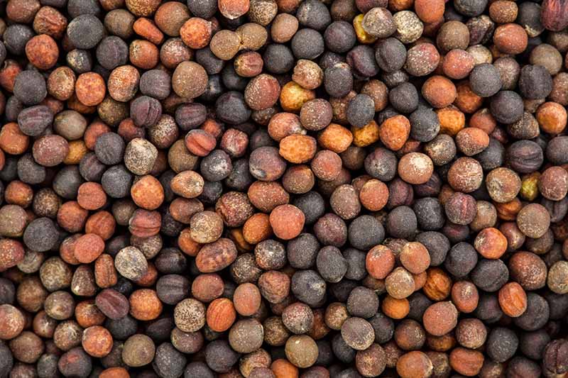 نمای نزدیک از دانه‌های کلم پیچ، رنگ‌های آن‌ها از قهوه‌ای بسیار تیره تا خرمایی بسیار روشن است.  بافت هر دانه واضح است، با یک فرورفتگی جزئی در سراسر آنها وجود دارد.