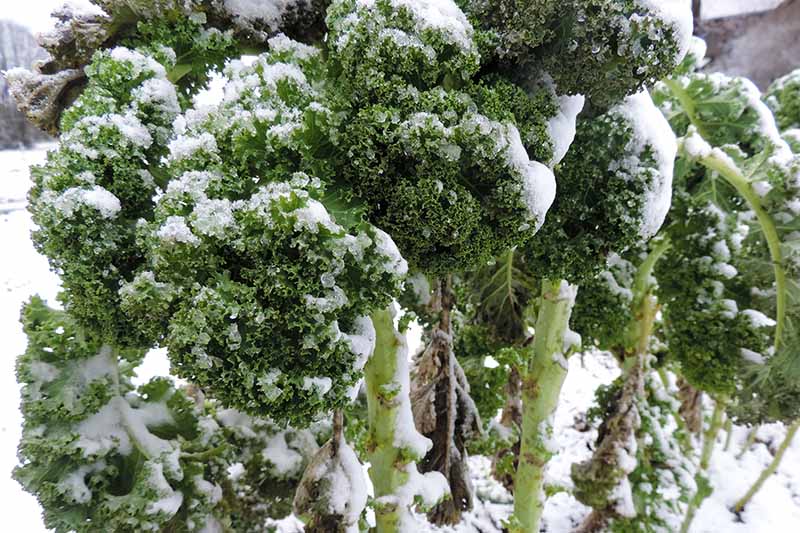 نمای نزدیک از برگ ها و ساقه های کلم پیچ فرفری که پوشیده از برف، در پس زمینه ای برفی دیده می شود.  سبز تیره برگها با نور روشنی که روی یخبندان سفید منعکس می شود در تضاد است.