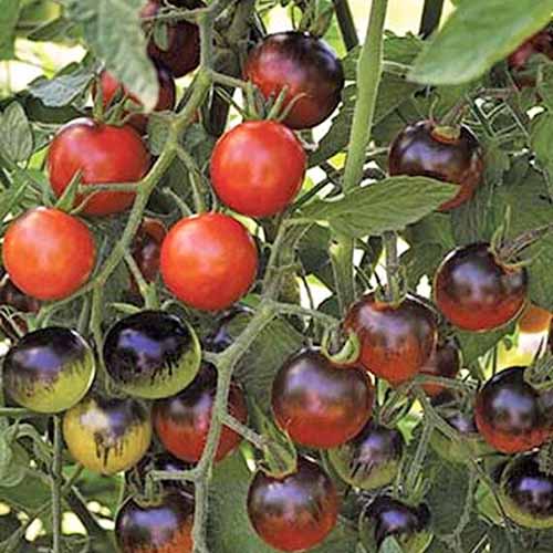 نمای نزدیک از رقم گوجه فرنگی «میان‌نایت اسنک».  انگورها دارای میوه های قرمز و تیره رنگ در زمینه شاخ و برگ و ساقه هستند.