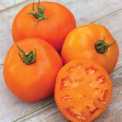 نمای نزدیک از سه گوجه فرنگی پرتقالی رنگی پرتقال، با یک برش از وسط.