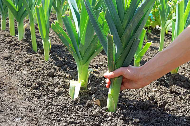 دستی از سمت راست قاب ساقه یک گیاه تره بالغ را گرفته و آماده بیرون کشیدن آن از خاک است.  در سمت چپ و در پس‌زمینه ردیف‌هایی از سبزیجات مشابه، با خاک تیره اطراف آن‌ها، در آفتاب روشن قرار دارند.