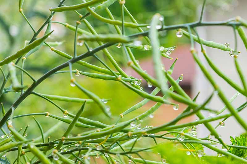 نمای نزدیک از شاخه های Brassica oleracea با غلاف های بذر در حال رشد.  غلاف ها سبز رنگ هستند و قطرات کوچکی از آب روی آنها وجود دارد، پس زمینه سبز با فوکوس ملایم روشن است.