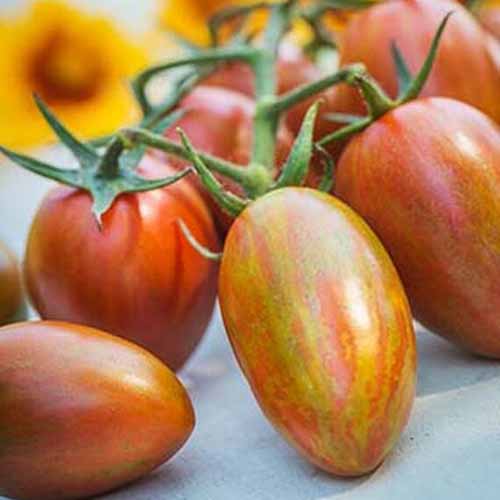 نمای نزدیک از گوجه‌فرنگی شیمر، به رنگ زرد مایل به قرمز روشن، همچنان به درخت انگور، روی سطح خاکستری چسبیده است.