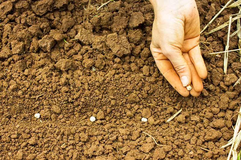 نمای نزدیک از یک دست در سمت راست قاب، کاشت بذر در خاک قهوه ای درشت.  دست یک دانه دارد و سه دانه قبلا کاشته شده است.  پس زمینه خاک قهوه ای است.