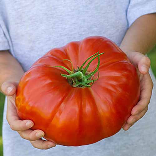 دو دست که گوجه‌فرنگی بزرگ قرمز «استیک‌هاوس» را در دست گرفته‌اند، رنگ پر جنب و جوش آن با ساقه سبز متضاد است، و پس‌زمینه خاکستری پیراهن فرد.
