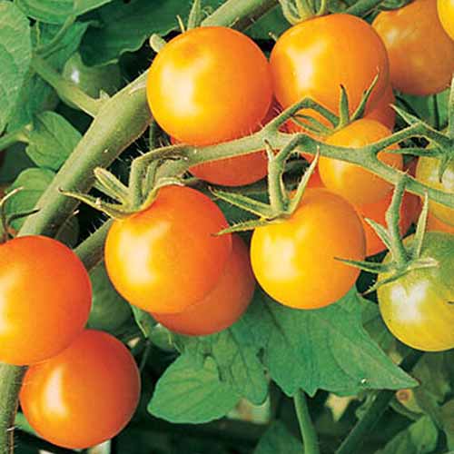 نمای نزدیک بخشی از یک گیاه گوجه فرنگی با میوه های رسیده زرد روشن و رسیده از گونه "Sun Gold".  پس زمینه برگ ها و ساقه های سبز است.