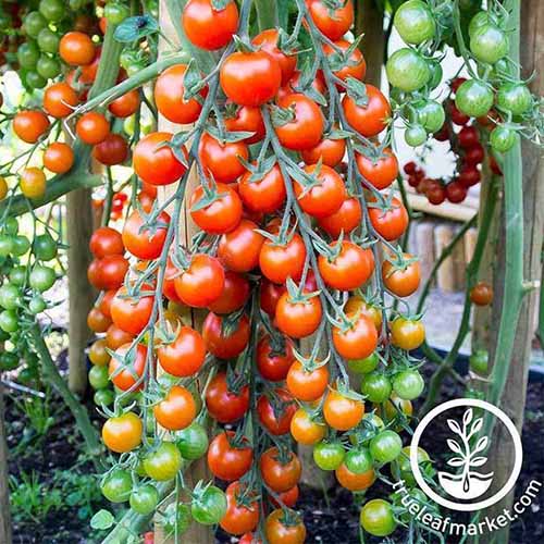 یک گیاه بزرگ گوجه فرنگی پر از میوه های "Superweet 100"، در مراحل مختلف رسیدن.  برخی به رنگ قرمز تیره، برخی دیگر روشن تر و در سایه های سبز و زرد هستند.  پس زمینه پوشش گیاهی و خاک است.