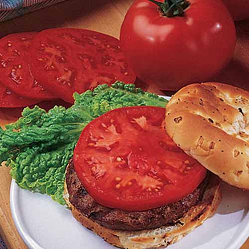 نمای نزدیک از یک بشقاب سفید با یک همبرگر که روی آن تکه‌ای از انواع گوجه‌فرنگی «Supertasty» است.  در پس‌زمینه یک میوه کامل و برش‌های قرمز روشن، روی پس‌زمینه چوبی دیده می‌شود.