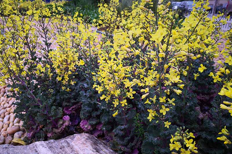 بوته های کلم پیچ فرفری با ساقه های بلند از گل های زرد روشن، در کنار صخره، با چند سنگ رودخانه ای در سمت چپ قاب، و پس زمینه سنگ ها و پوشش گیاهی با فوکوس ملایم است.