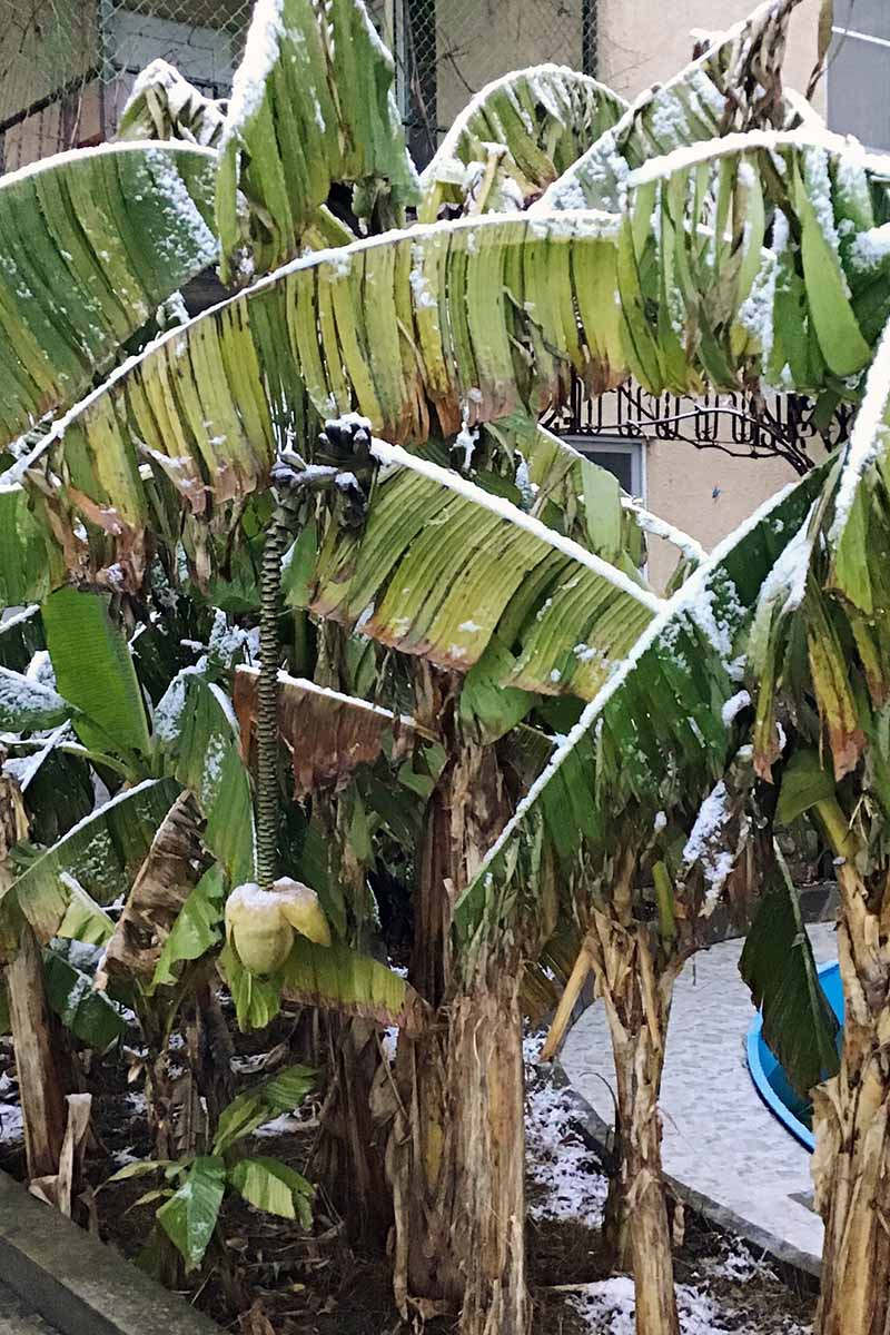 تصویری عمودی از درختان موز در حال رشد در یک تخت باغی برجسته با یخ زدگی روی برگ ها.  به جای سبز روشن، برگ ها قهوه ای و آسیب دیده هستند و به صورت لنگی از ساقه آویزان می شوند.