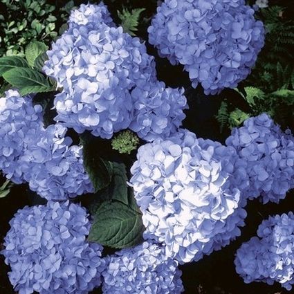 تصویر مربعی نزدیک از گل‌های آبی روشن هیدرانسی «بابا بزرگ» که در باغ در حال رشد است و در زیر نور آفتاب فیلتر شده است.