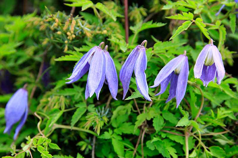 نمای نزدیک از گل های زنگوله ای "Bluebird".  آنها به رنگ آبی در حال محو شدن به سفید هستند و تضاد چشمگیری در برابر برگ های سبز روشن اطراف خود ایجاد می کنند.