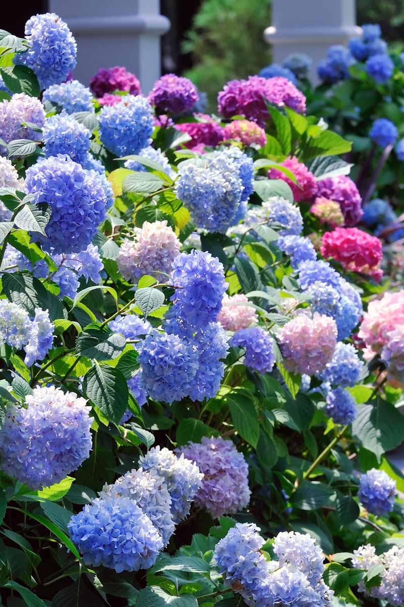 تصویر عمودی نزدیک از مجموعه‌ای از گل‌های ادریسی در حال شکوفه با رنگ‌های مختلف گل از جمله آبی، بنفش، صورتی و قرمز.