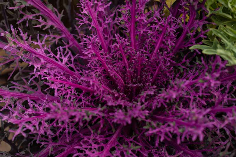 نمای نزدیک از بالا به پایین از یک Brassica oleracea گل‌دار بنفش تیره با برگ‌های پرزدار و ظریف و ساقه‌های قوی.
