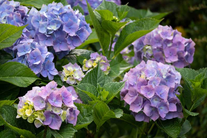 تصویر افقی نزدیک از گل‌های بنفش و آبی گل‌های ادریسی سر ماپ معمولی که در باغ رشد می‌کنند.
