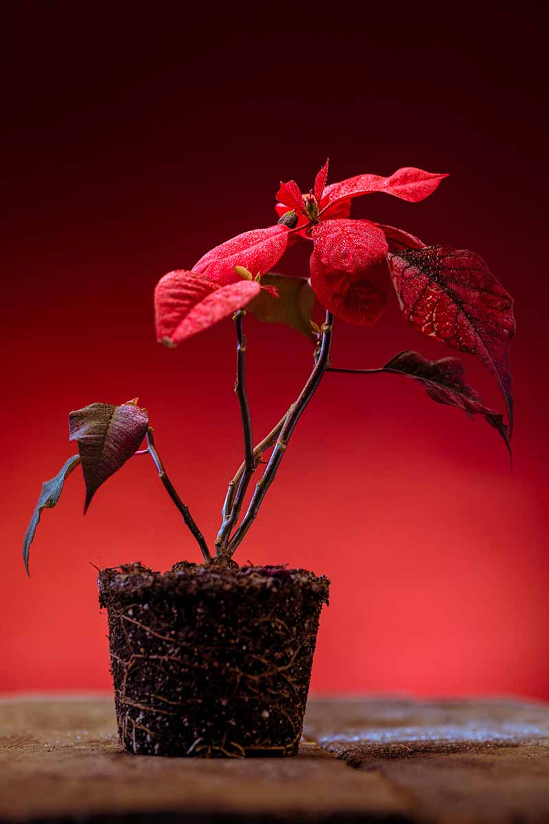 یک تصویر عمودی از یک گیاه پونستیا که از گلدانش بیرون آورده شده و روی یک سطح چوبی قرار داده شده است، گیاه هرس شده است، بنابراین فقط براکت های قرمز روشن باقی می مانند.  پس‌زمینه قرمز تیره است که به فوکوس ملایم محو می‌شود.