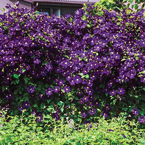 درخت انگور کلماتیس بزرگ «Estelle Violette» با صدها گل بنفش که با برگ‌های سبز در مقابل نور شدید خورشید با خانه‌ای در پس‌زمینه متضاد هستند.
