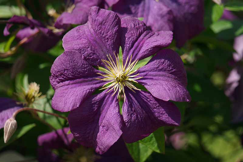 نمای نزدیک از یک گل بنفش تیره «Etoile Violette» با رشته‌های کم‌رنگ در مرکز، در آفتاب روشن روی پس‌زمینه فوکوس ملایم.