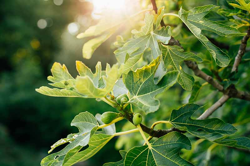 نمای نزدیک از شاخه درخت انجیر با میوه‌های نارس سبز کوچک و برگ‌های مسطح سبز تیره روی پس‌زمینه‌ای با فوکوس ملایم با نور خورشید فیلتر شده.