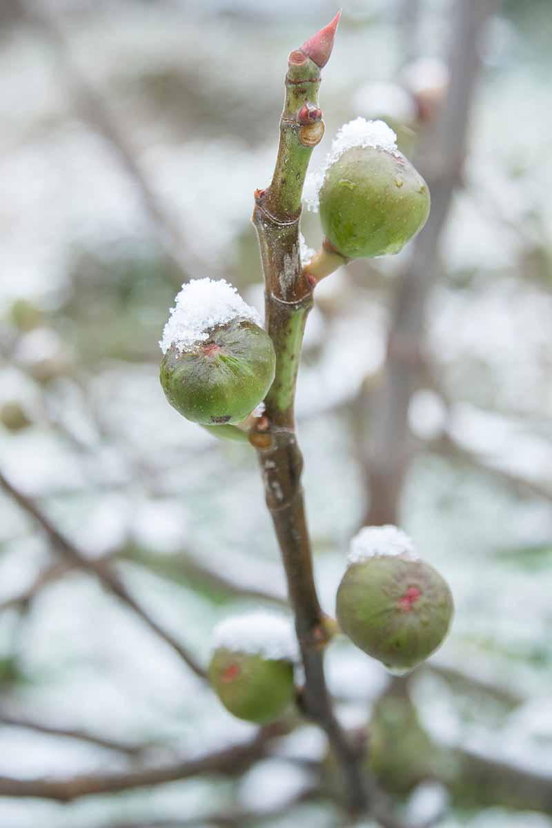 تصویری عمودی که میوه‌های انجیر سبز را روی شاخه نشان می‌دهد و گرد و غبار ملایمی از یخ زدگی را نشان می‌دهد.  پس‌زمینه با تمرکز ملایم صحنه باغ برفی محو می‌شود.