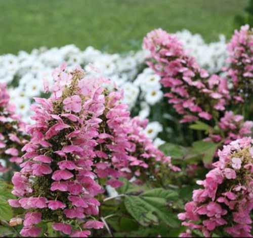 تصویر مربعی نزدیک از گل‌های صورتی گل‌های گل بلوط Gatsby Pink® در حال شکوفه‌دهی در باغ، که روی پس‌زمینه‌ای با فوکوس ملایم تصویر شده است.