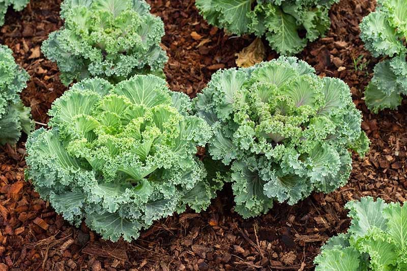 تخت باغچه ای با مالچ خوب کاشته شده با گیاه زینتی Brassica oleracea.  برگ های سبز روشن در مرکز جای خود را به سبز تیره تر در خارج می دهند.