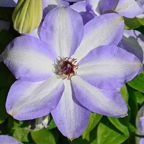 نمای نزدیک از گل کلماتیس «ایوان اولسون» با گلبرگ‌های آبی روشن و نوار سفید متضاد با رشته‌های تیره‌تر در مرکز با برگ‌هایی در پس‌زمینه.