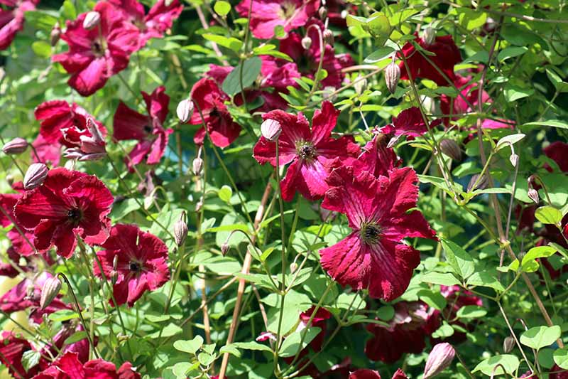 رقم clematis vine 'Kermesina' با گل‌های قرمز روشن که با برگ‌های سبز در آفتاب روشن تضاد دارند و در پس‌زمینه محو می‌شوند.