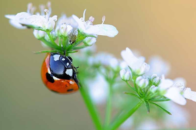 نمای نزدیک از یک کفشدوزک قرمز، سفید و سیاه روی یک ساقه سبز با گل‌های سفید کوچک که در پس‌زمینه محو می‌شوند تا فوکوس ملایمی داشته باشند.