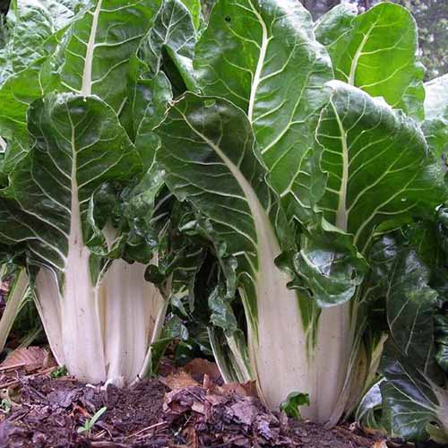 نمای نزدیک از دو بوته چغندر "Large White Ribbed" که در باغ رشد می‌کنند با ساقه‌های سفید ضخیم که در تضاد با برگ‌های سبز تیره در نور آفتاب روشن هستند.  خاک بین گیاهان قابل مشاهده است.