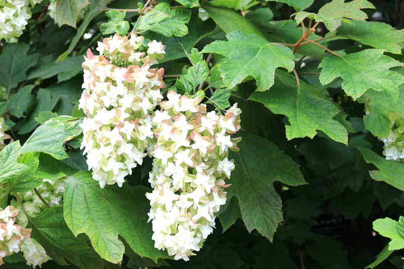 تصویر افقی نزدیک از گل‌های سفید ادریسی برگ بلوط که توسط شاخ و برگ احاطه شده است.