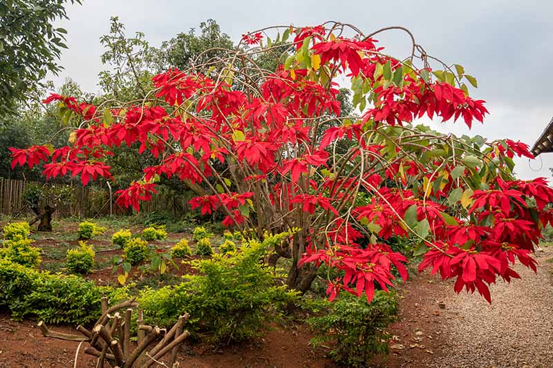 یک گیاه بزرگ Euphorbia pulcherrima که در فضای باز در باغ رشد می کند با انبوهی از برگ های قرمز روشن که با سبزی اطراف آن متضاد است.  پس زمینه یک صحنه باغ با فوکوس ملایم است.