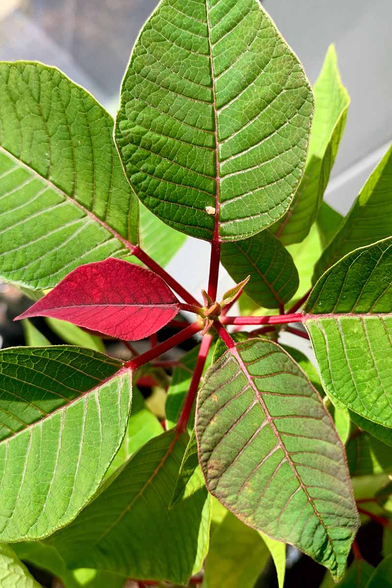 تصویر نزدیک عمودی از بالای یک گیاه Euphorbia pulcherrima با یکی از برگ‌های آن در برابر پس‌زمینه فوکوس ملایم قرمز شده است.