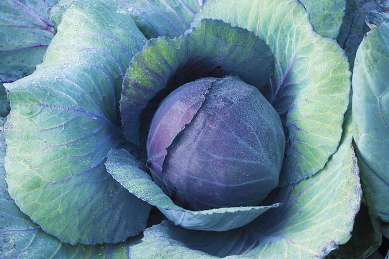 نمای نزدیک از Brassica oleracea var.  capitata در حال رشد در باغ  سر مرکزی دارای برگ های بنفش تیره در اطراف آن است که به برگ های بزرگ سبز روشن با رگه های بنفش در خارج محو می شوند.