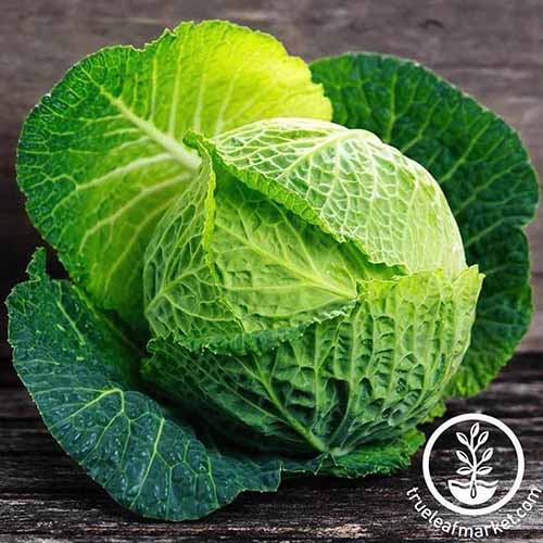 نمای نزدیک از انواع "Savoy Perfection" Brassica oleracea var.  capitata با برگ‌های سبز روشن دور سر و برگ‌های سبز تیره‌تر در بیرون، که در نور روشن روی سطح چوبی به تصویر کشیده شده است.  در سمت راست پایین قاب یک آرم دایره ای با متن سفید وجود دارد.