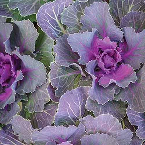 نمای نزدیک از گونه "Songbird Red" از Brassica oleracea.  برگ های بنفش کم رنگ در خارج با ساقه های کم رنگ با مراکز بنفش تیره تضاد دارند.