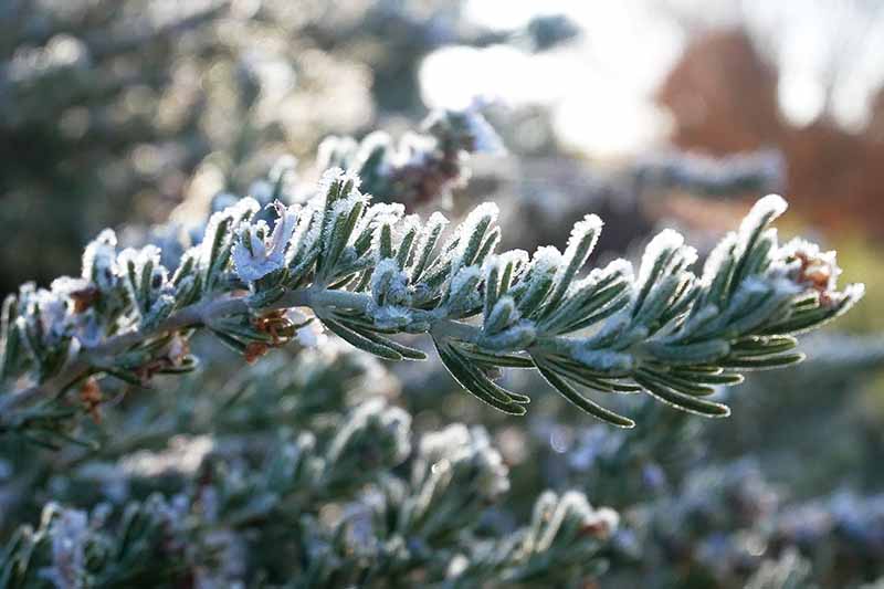 نمای نزدیک از یک شاخه رزماری پوشیده شده در یخبندان ملایم، در آفتاب روشن در پس‌زمینه‌ای با تمرکز ملایم از یک صحنه باغ زمستانی.
