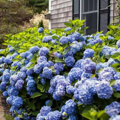 تصویر مربعی نزدیک از هورتانسی تابستانی بی‌پایان اصلی با شکوفه‌های آبی که در باغ بیرون از یک خانه رشد می‌کنند.
