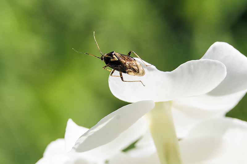 نمای نزدیک از یک حشره دزد دریایی کوچک روی یک گلبرگ گل سفید، بدن سیاه و خرمایی آن متضاد در برابر گل سفید روی پس‌زمینه سبز با تمرکز ملایم.