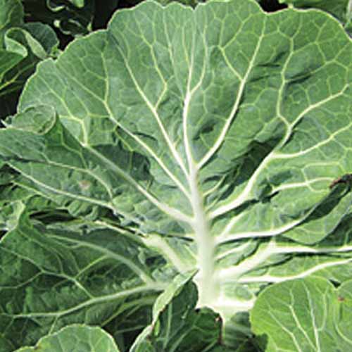 نمای نزدیک از برگ Brassica oleracea 'Tronchuda Beira'.  از نظر ظاهری بزرگ و مسطح با رگبرگهای سفید ضخیم متضاد با برگهای سبز.