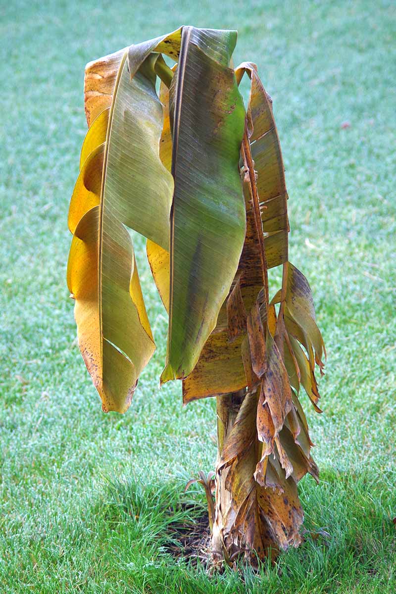 تصویری عمودی از یک درخت موز کوچک با برگ‌های قهوه‌ای و رو به مرگ که در باغی که توسط چمن‌زار سبز احاطه شده است.