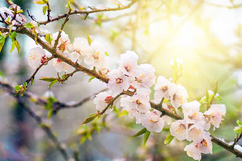 نمای نزدیک از شاخه‌ای از درخت Prunus armeniaca با دسته‌هایی از شکوفه‌های سفید در آفتاب فیلتر شده روشن در پس‌زمینه فوکوس ملایم.