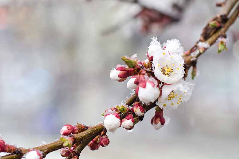 نمای نزدیک از شاخه ای از درخت Prunus armeniaca که شکوفه های سفید کوچکی را نشان می دهد که تازه شروع به گل دادن کرده اند، که توسط جوانه ها بر روی پس زمینه با فوکوس نرم سفید احاطه شده اند.