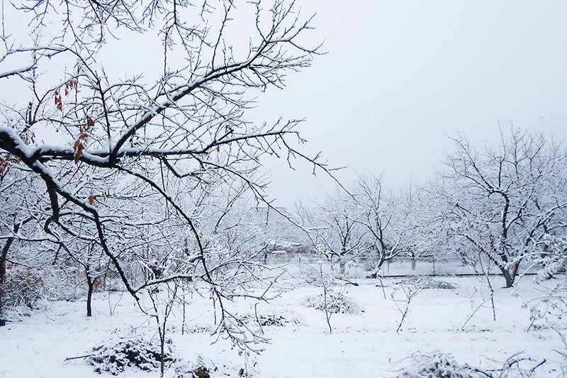 منظره ای زمستانی با درختان و زمین پوشیده از برف.