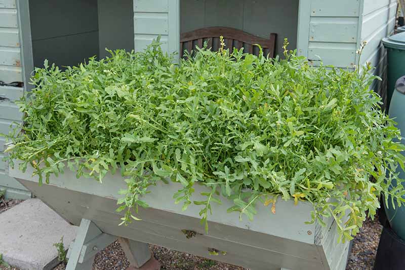 یک گلدان چوبی سبز روشن حاوی Eruca vesicaria که روی یک سطح سنگریزه با خانه ای در پس زمینه قرار دارد.