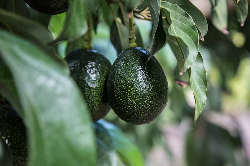 نمای نزدیک از یک میوه آووکادوی سبز تیره و براق، با لکه‌های ریز سبز روشن، احاطه شده توسط برگ‌هایی که در پس‌زمینه محو می‌شوند و فوکوس ملایمی دارند.