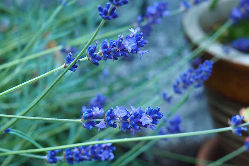 نمای نزدیک از گل‌های آبی روشن گونه‌ی «Blue Hidcote» گیاه اسطوخودوس، روی پس‌زمینه‌ای با فوکوس ملایم.