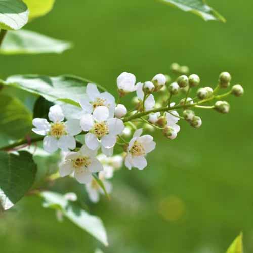 نمای نزدیک از شکوفه‌ها و جوانه‌های سفید کوچک از گونه Prunus virginiana 'Canada Red Select'، روی پس‌زمینه فوکوس ملایم سبز.