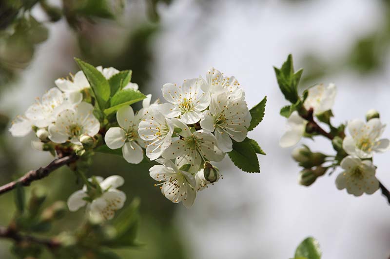 نمای نزدیک از شکوفه های سفید درخت «جواهرات کارمین».  گل‌های سفید کوچک با شاخ و برگ سبز در نور آفتاب روشن در پس‌زمینه فوکوس ملایم تضاد دارند.