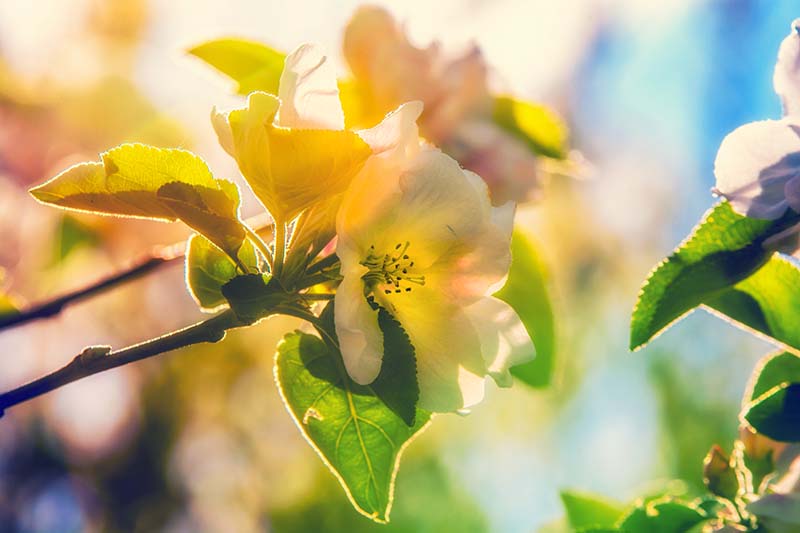 نمای نزدیک از یک شکوفه گیلاس سفید که در زیر نور آفتاب روشن در پس‌زمینه‌ای با فوکوس ملایم تصویر شده است.